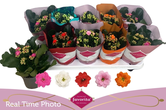 <h4>KAL GE PERF GEM 5 KL</h4>