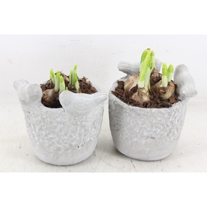 arr4 Narcis JS - Vogelpotje 236/6