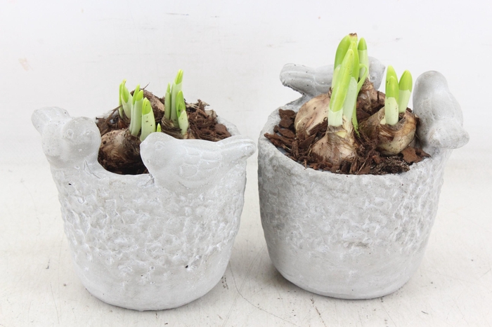 <h4>arr4 Narcis JS - Vogelpotje 236/6</h4>