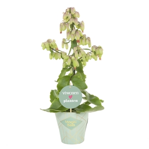 Kalanchoe  'Magic Bell'