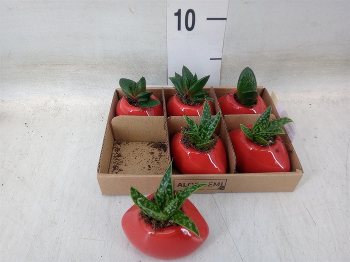 <h4>Succulents   ...</h4>