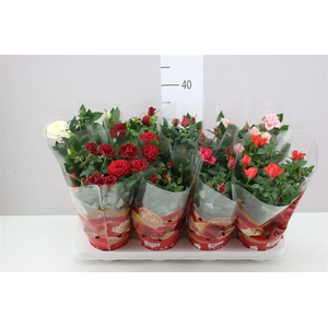 Rosa Favourite Gemengd