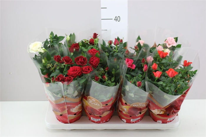 <h4>Rosa Favourite Gemengd</h4>