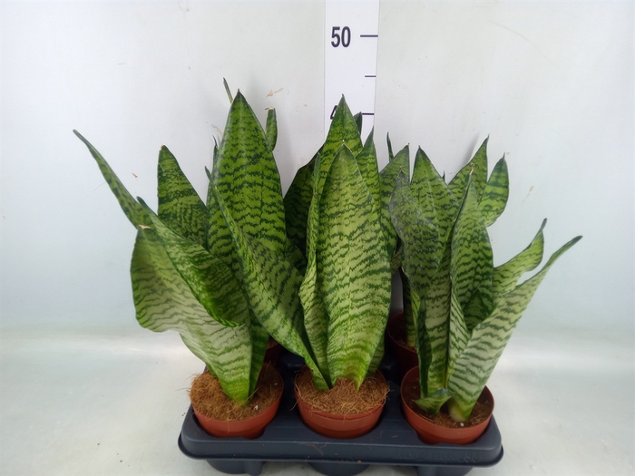 <h4>Sansevieria zeylanica</h4>