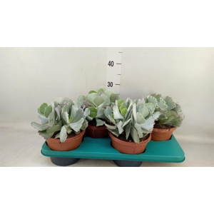 Cotyledon undulata