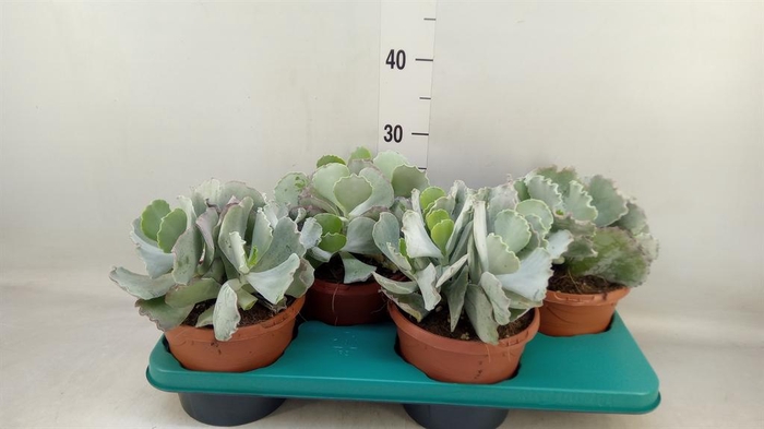 <h4>Cotyledon undulata</h4>