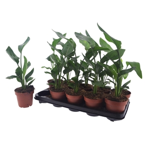 STRELITZIA REGINAE