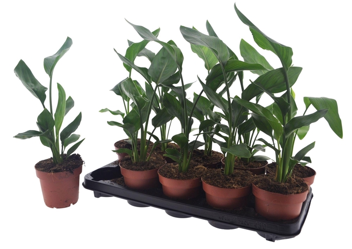 <h4>STRELITZIA REGINAE</h4>