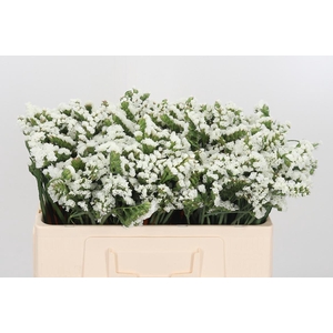 Statice White