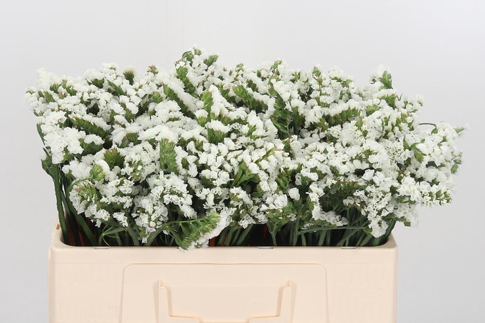 <h4>Statice White</h4>