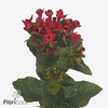 Bouvardia si red passion