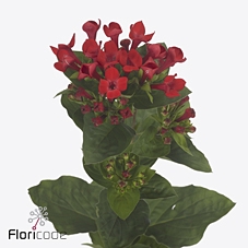 Bouvardia si red passion