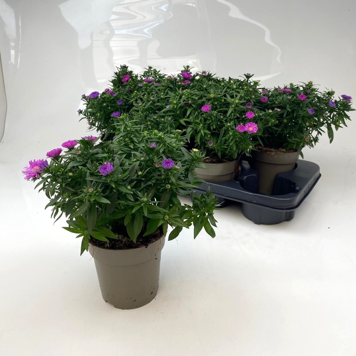 <h4>ASTER M LADY GEM POT</h4>