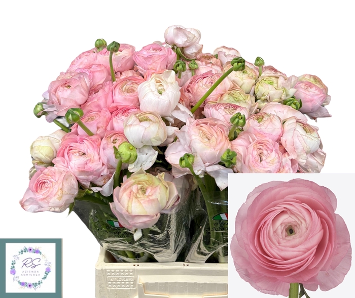 <h4>RAN SUCCESS BLUSH</h4>