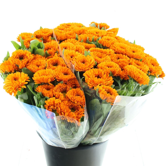 <h4>Calendula Orange Extra</h4>