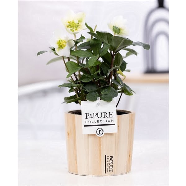 <h4>1st class Helleborus "Xmas C." in P&PURE Wood 5</h4>