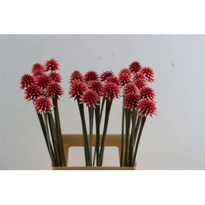 Inirida Flower Winter