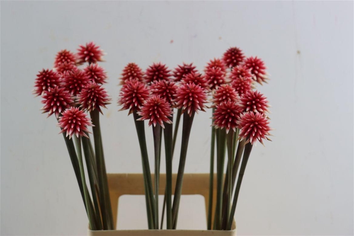 <h4>Inirida Flower Winter</h4>