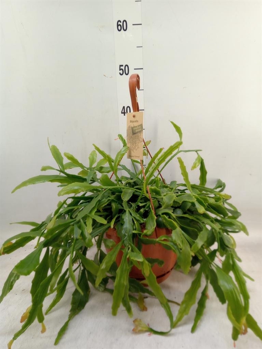 <h4>Rhipsalis ...</h4>