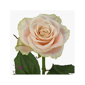 Rosa large charmant