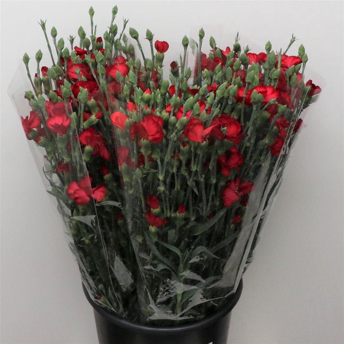 <h4>Di Tr Bordeau Chateau Extra</h4>