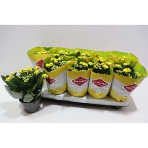 arr8 Kalanchoe Double Deluxe Yellow