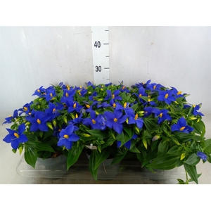 Exacum trinervium 'Sapphire'