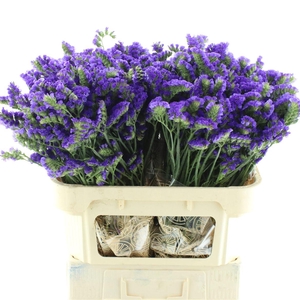 Lim S Cryst Dark Blu