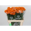 Tagetes Marigold Promise Orange