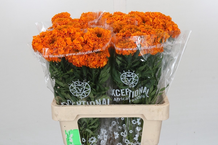 <h4>Tagetes Marigold Promise Orange</h4>