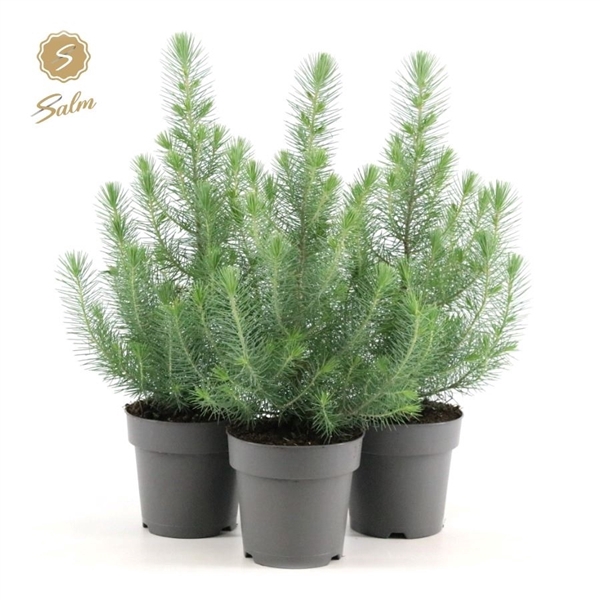 <h4>Pinus pinea 'Silver Crest' P15</h4>