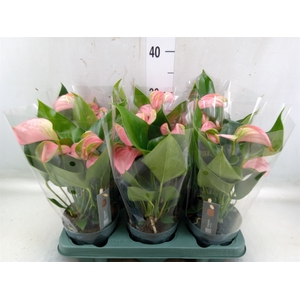 Anthurium andr. 'Joli'