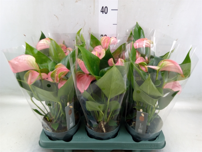 <h4>Anthurium andr. 'Joli'</h4>