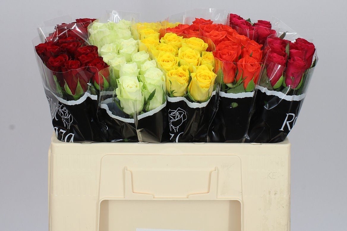 Rosa Gr Gemengd In Fust