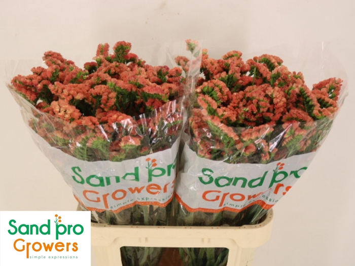 <h4>LIM S ROYAL ORANGE</h4>