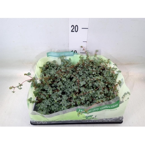 Pilea glaucophylla 'Greyzy'