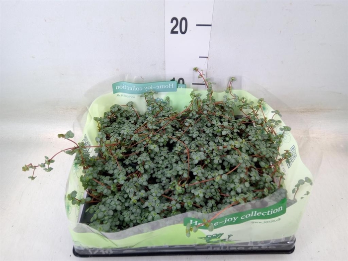 <h4>Pilea glaucophylla 'Greyzy'</h4>