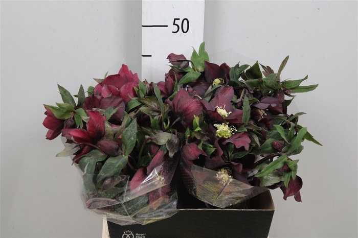 <h4>Hell Or Queens Red</h4>