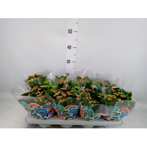 Kalanchoe blos.   ..rosebud mix/pot