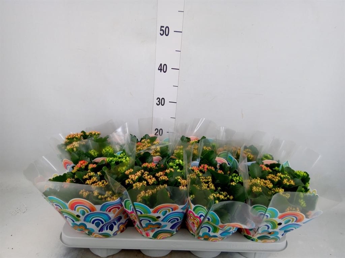 <h4>Kalanchoe blos.   ..rosebud mix/pot</h4>