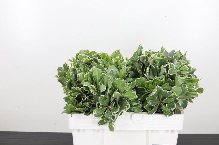 <h4>Pittosporum Ilan</h4>