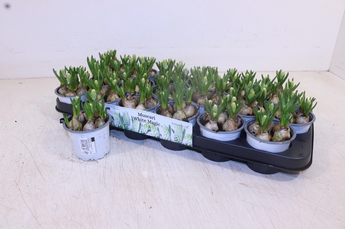 <h4>MUSCAR WHITE MAGIC</h4>