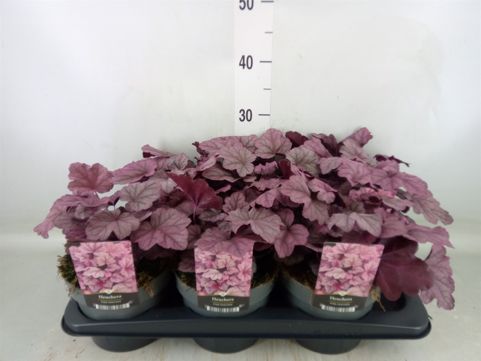 <h4>Heuchera   ...</h4>