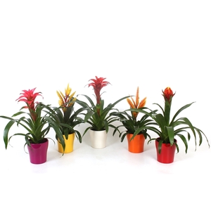 Bromelia Excellent mix in pot Anna