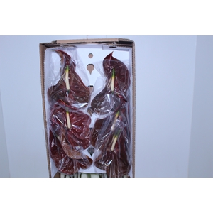 ANT CHOCO 15/18 050 CM DIAM MIN 15 CM CHOCOLATE