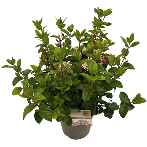 Viburnum 'Lisa Rose' ® sense