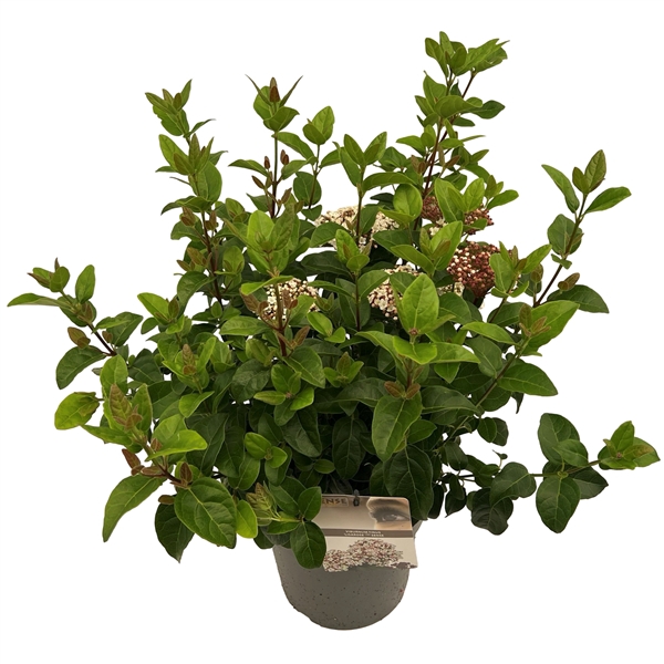 <h4>Viburnum 'Lisa Rose' ® sense</h4>