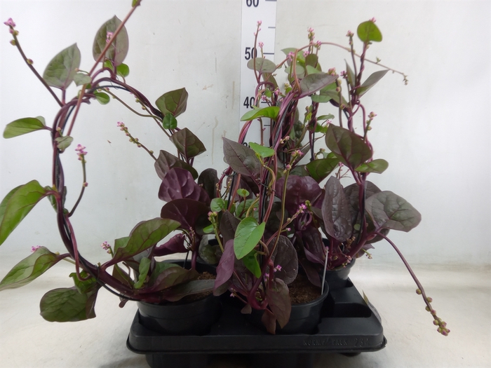 <h4>Basella alba 'Rosebud'</h4>