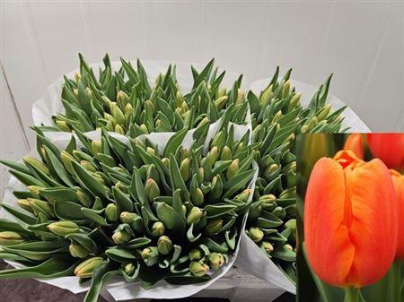 <h4>Tu En Orange Juice</h4>