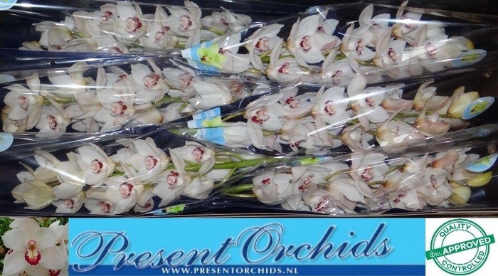 <h4>CYMB T MAZURKA</h4>